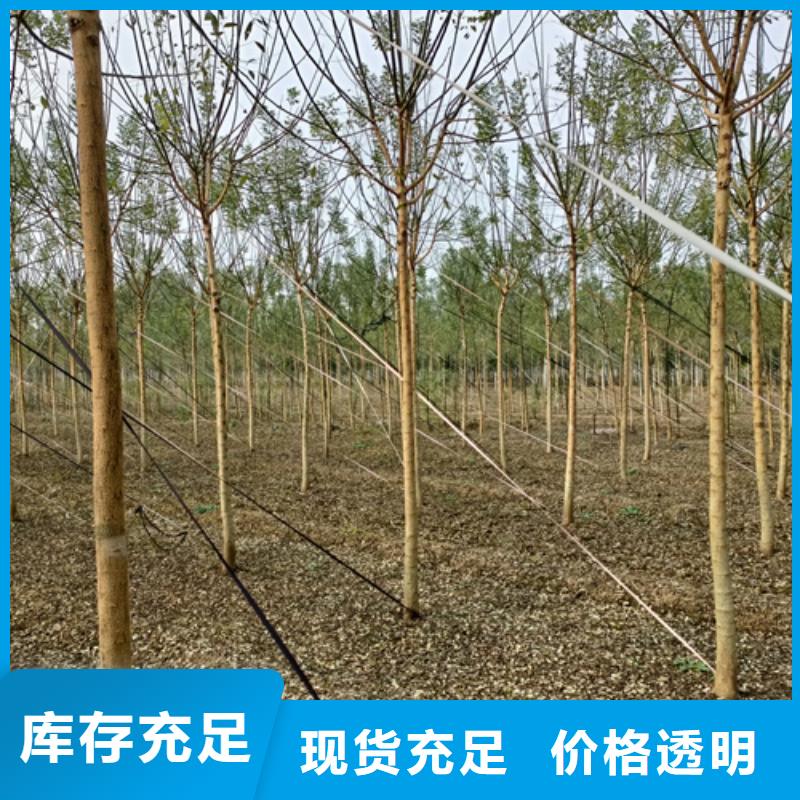 法桐黄金槐库存齐全厂家直供