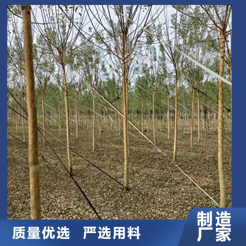 速生法桐現(xiàn)貨直供苗木基地