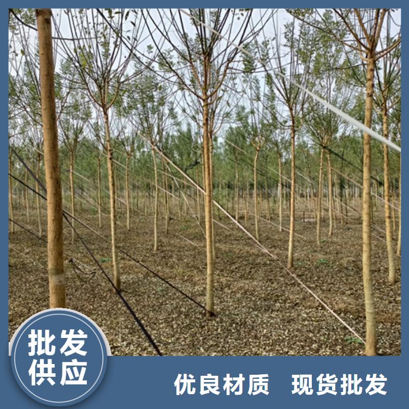 造型法桐優(yōu)選企業(yè)