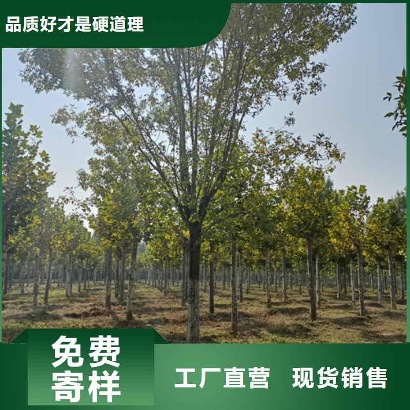 法桐小苗基地綠化喬木
