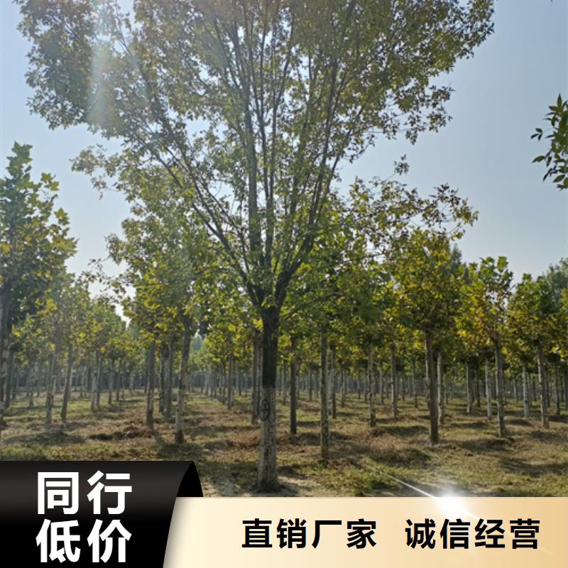 法桐現(xiàn)貨直供苗木基地