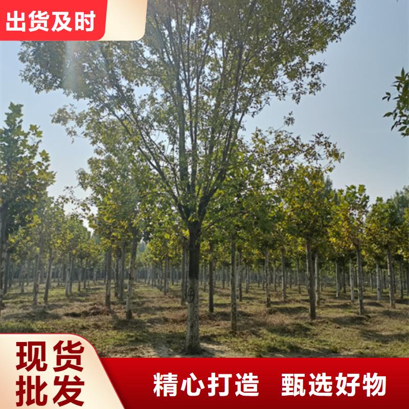 法桐為您提供一站式采購服務