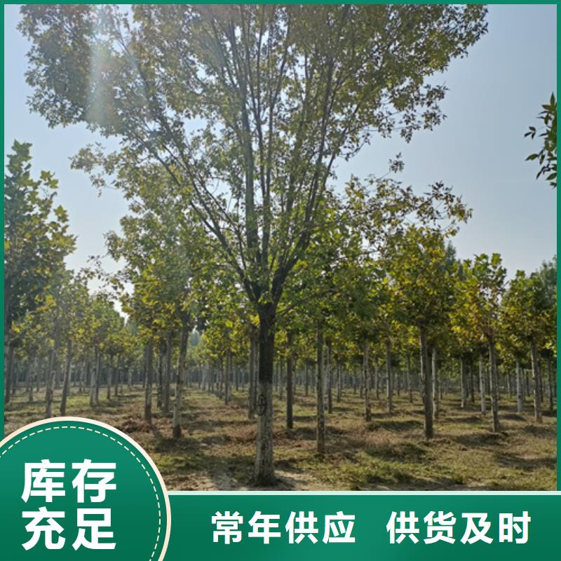 造型法桐廠家直銷-老顧客喜愛(ài)