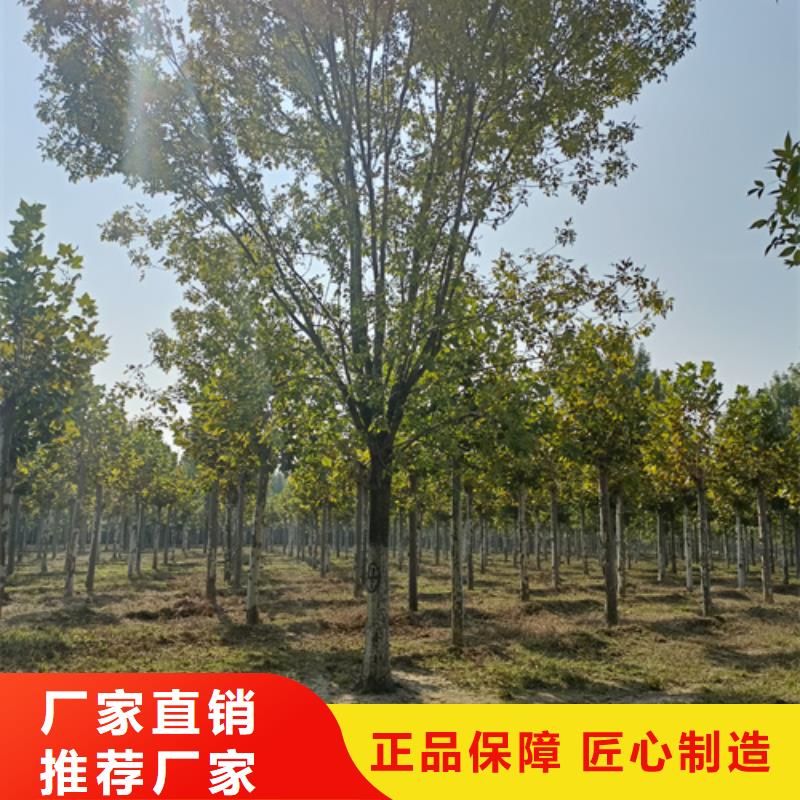 造型法桐-造型法桐價格透明