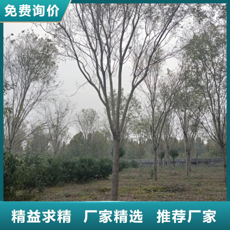 速生法桐廠家及時發貨