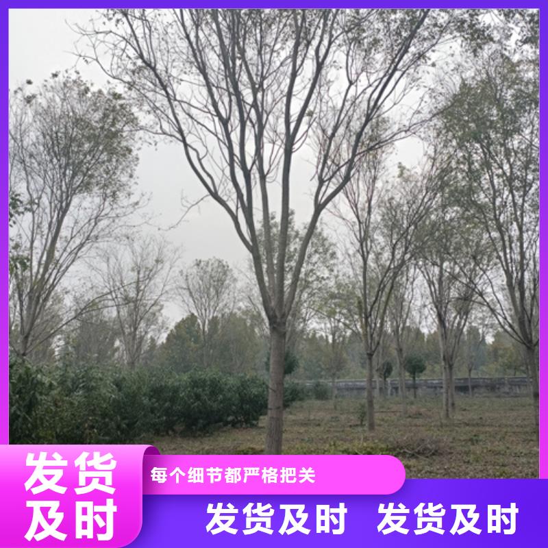 供應造型法桐_品牌廠家