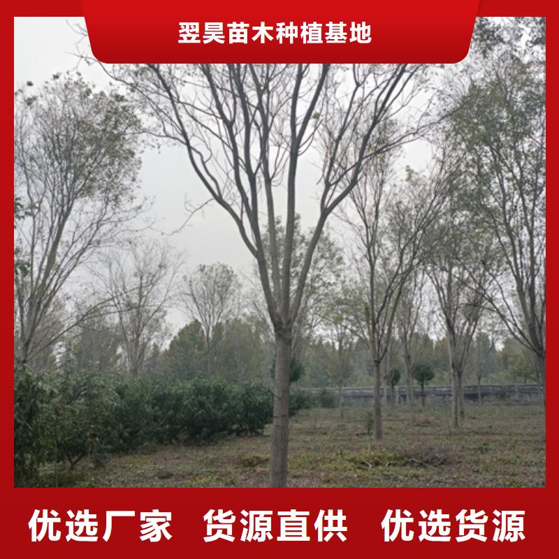 法桐小苗供應商法桐小苗廠家