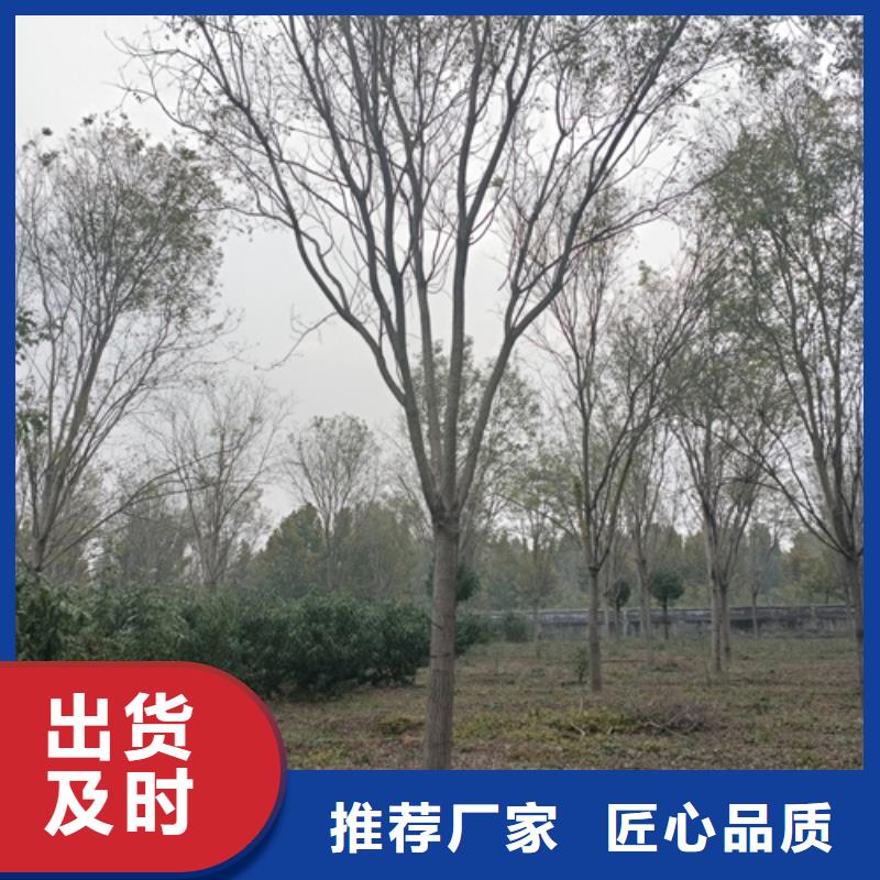 生產銷售#法桐#的廠家