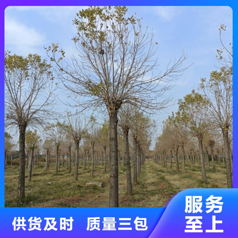 速生法桐_省心省錢