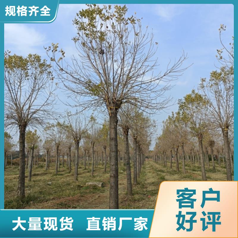 法桐現貨齊全苗木基地