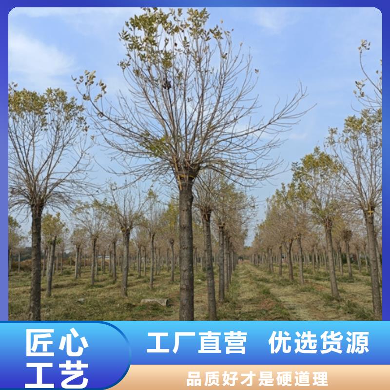 法桐價(jià)格誠(chéng)信企業(yè)綠化苗木