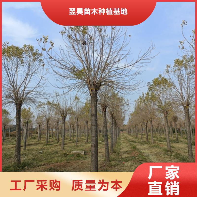 法桐價格貨源充足綠化喬木