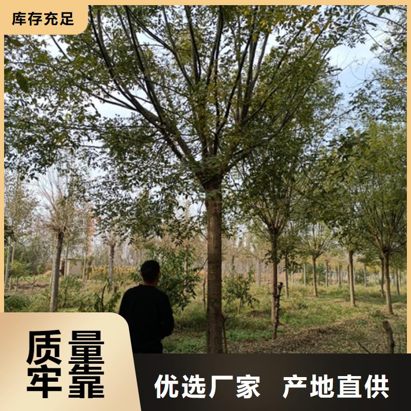 法桐小苗廠家，規格全