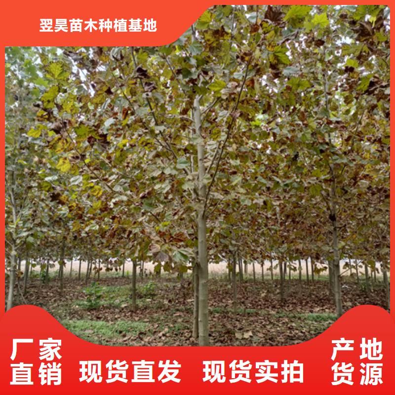 造型法桐-用的放心