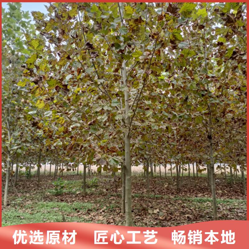 法桐價(jià)格現(xiàn)貨供應(yīng)綠化喬木
