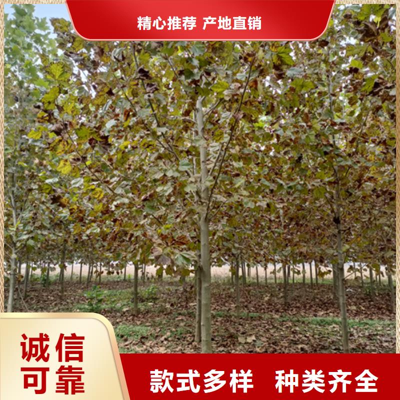 【法桐】_金葉槐買的放心安興用的舒心
