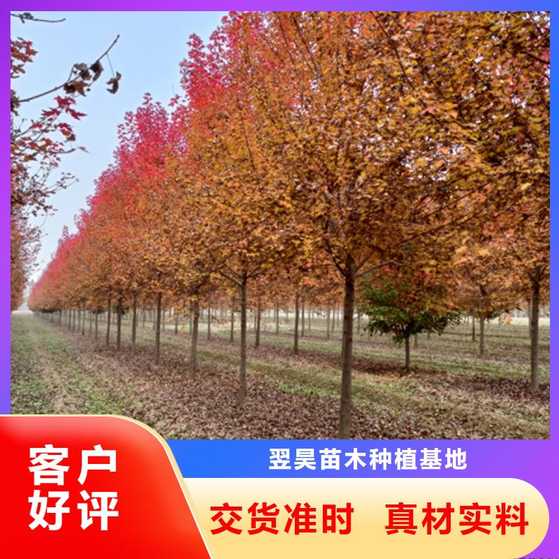 法桐小苗價(jià)格優(yōu)綠化喬木
