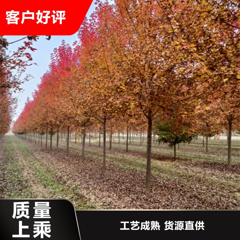 速生法桐歡迎訂購(gòu)綠化苗木
