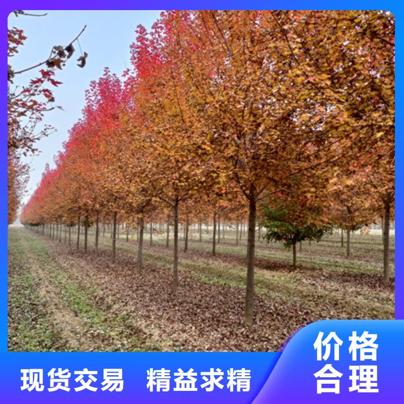 造型法桐廠家批發