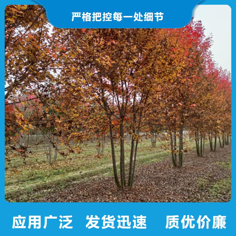 法桐_五角枫按需定做