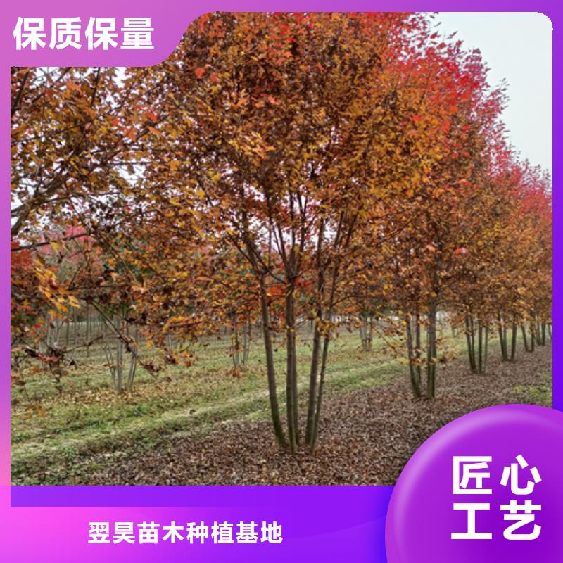 買法桐必看-來電咨詢