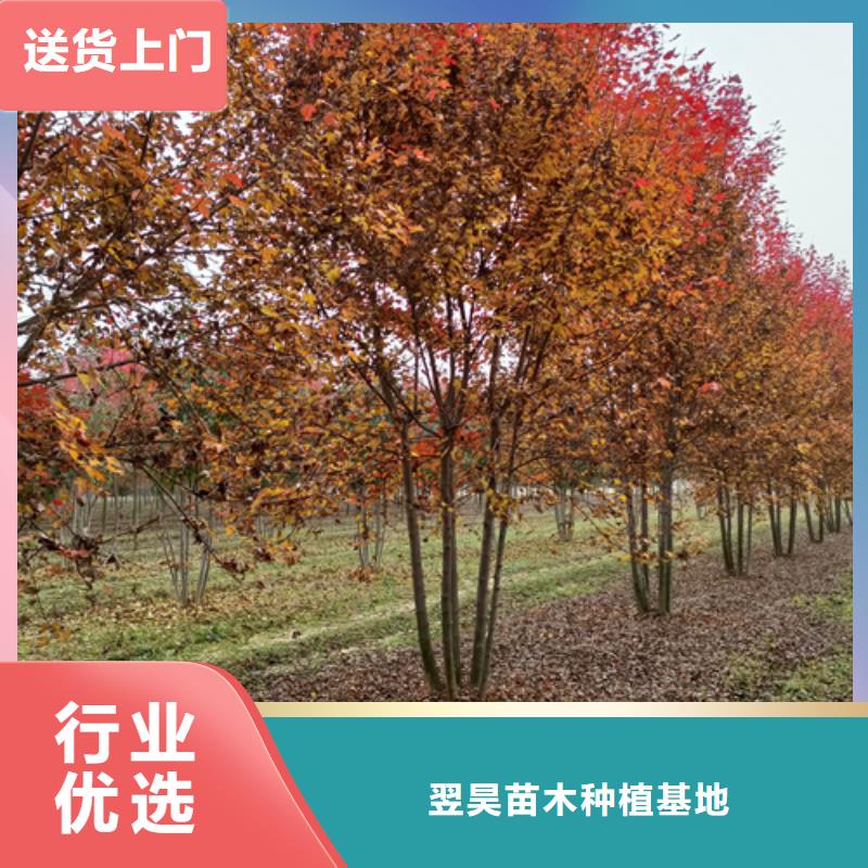 法桐小苗貨源充足綠化喬木