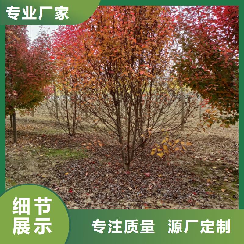 法桐價(jià)格放心選擇綠化喬木