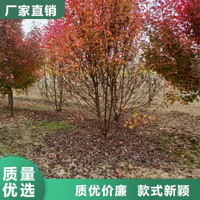 現貨供應速生法桐_品牌廠家