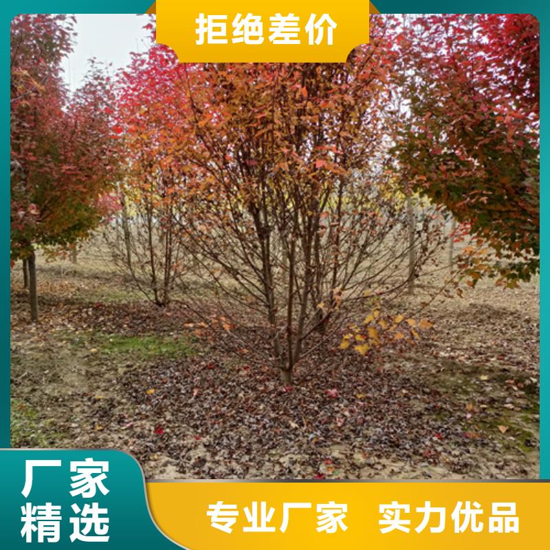 法桐行情圖片