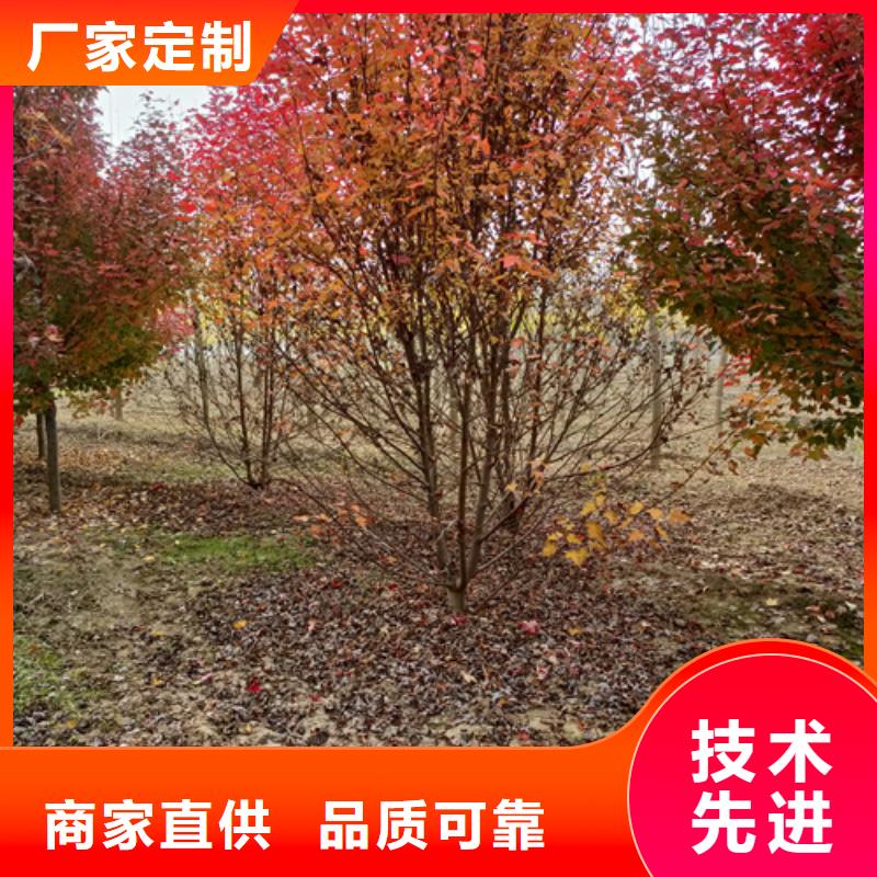 法桐小苗歡迎來(lái)電綠化苗木