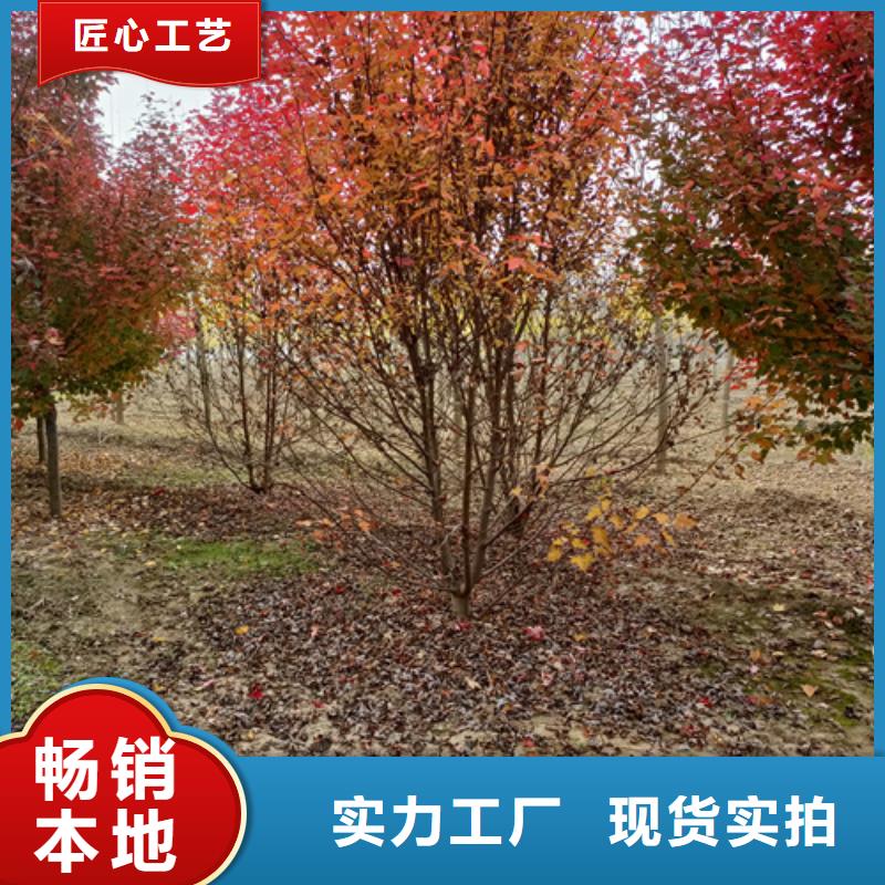 法桐資訊