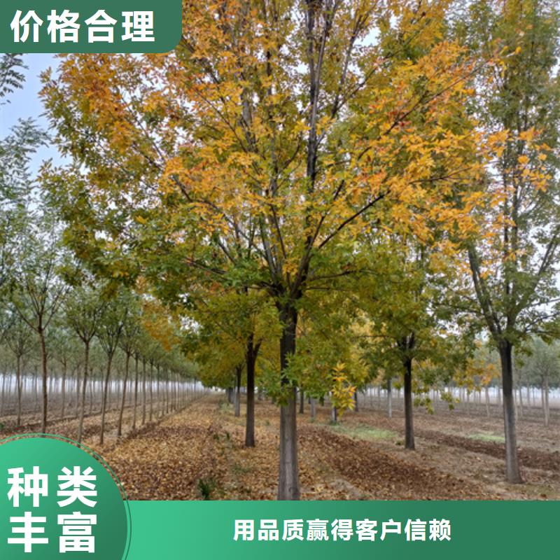 【法桐】,黃金槐專(zhuān)業(yè)供貨品質(zhì)管控