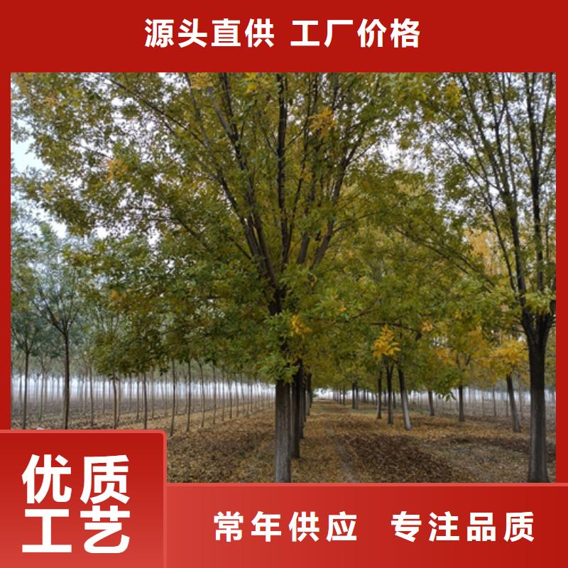 #速生法桐#-價格實惠