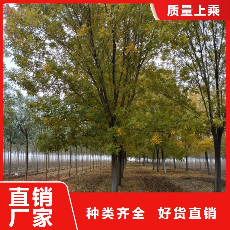 法桐小苗-回購率高