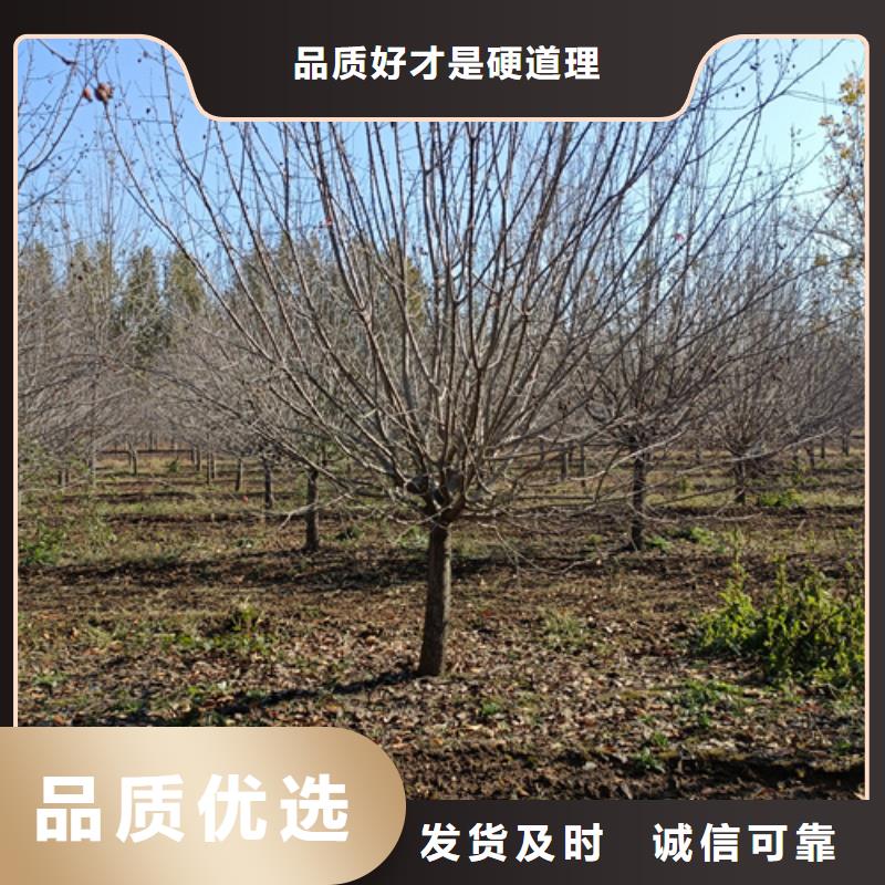 法桐價格貨源綠化苗木