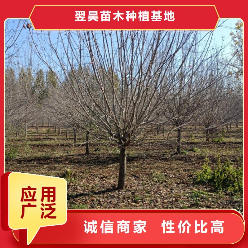 找速生法桐實體大廠
