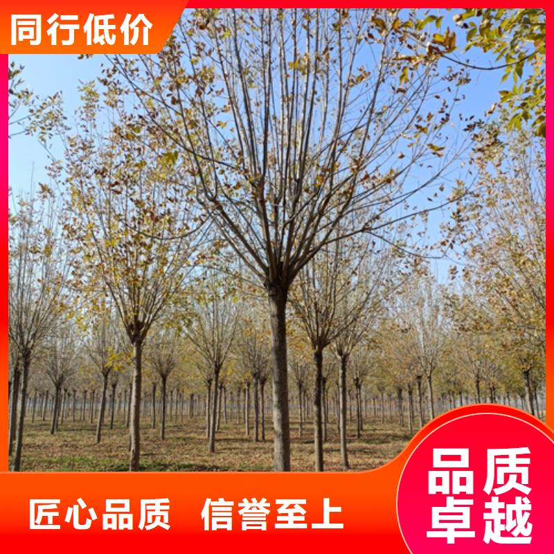 法桐樱花批发货源