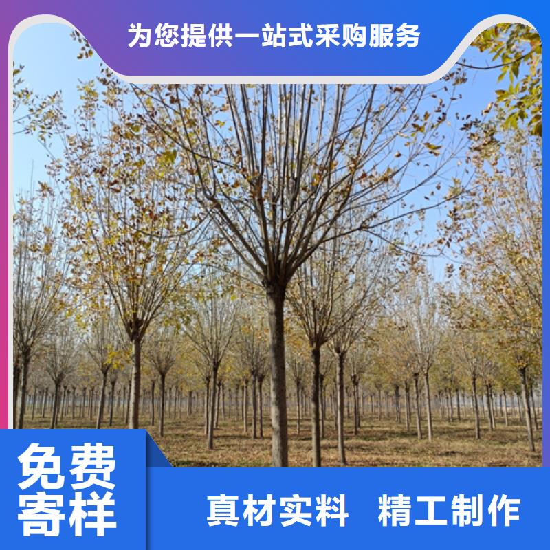 造型法桐按需定制