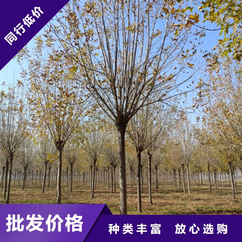 法桐制造廠家