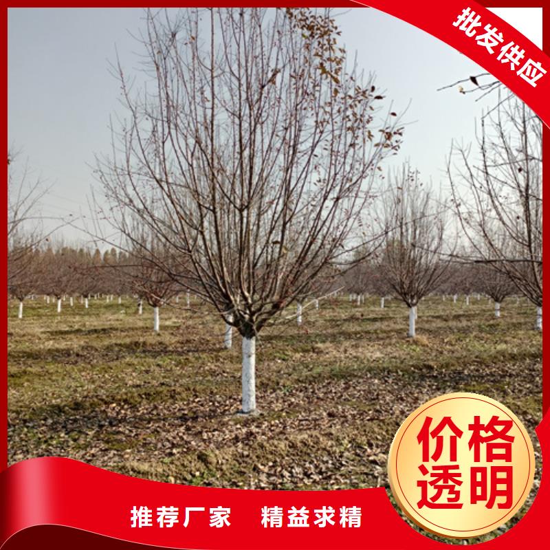 速生法桐合作廠家