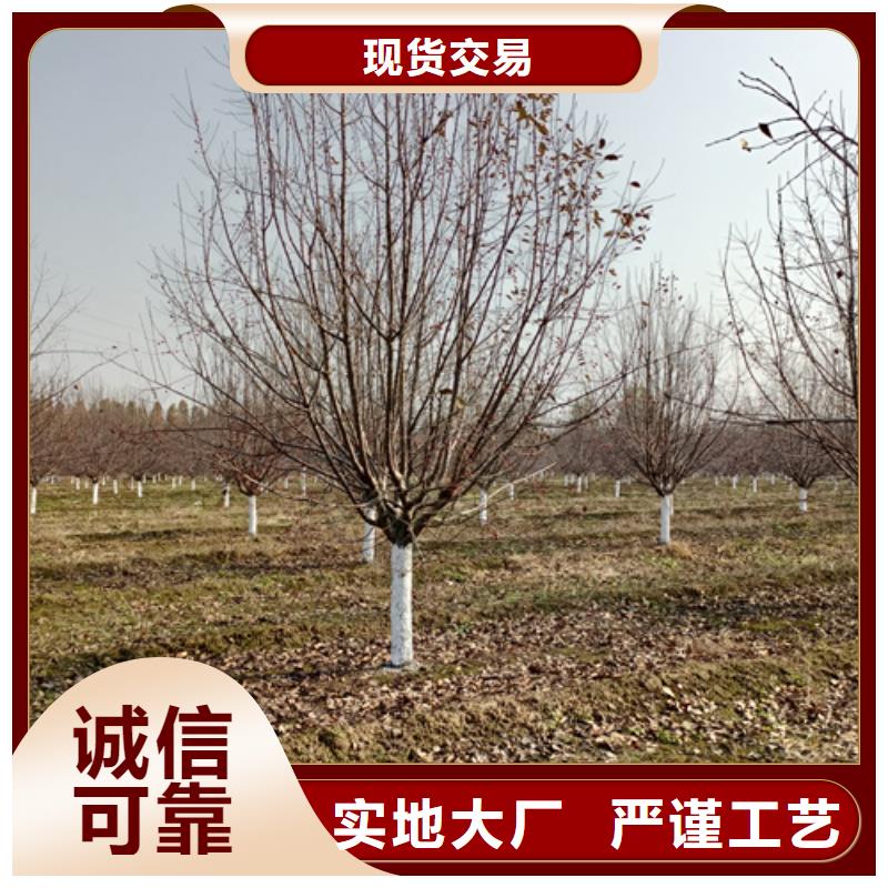 法桐貨源穩定