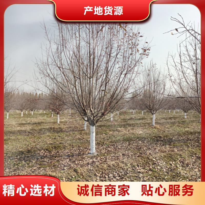 供應法桐小苗_實力廠家