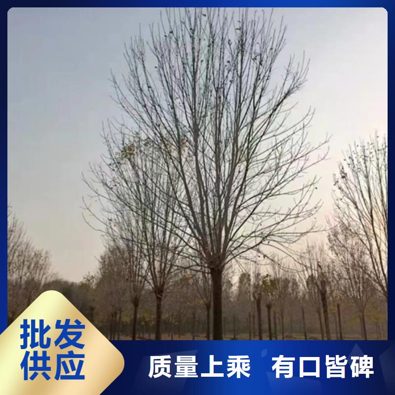 法桐廠家，價廉