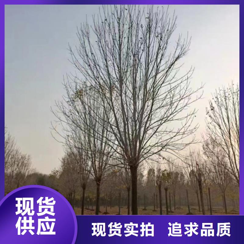 【法桐】五角楓產地采購