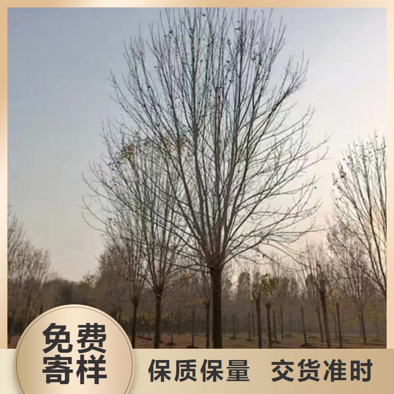 【 法桐 五角枫匠心工艺】 翌昊苗木种植基地(珠海市分公司)