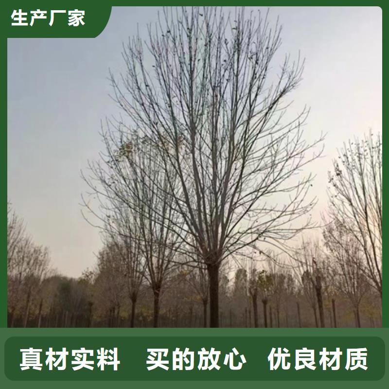 速生法桐放心選擇綠化苗木