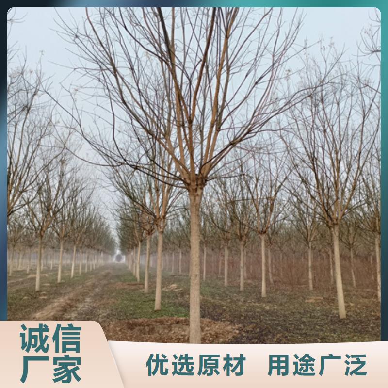 法桐五角楓質量優價格低