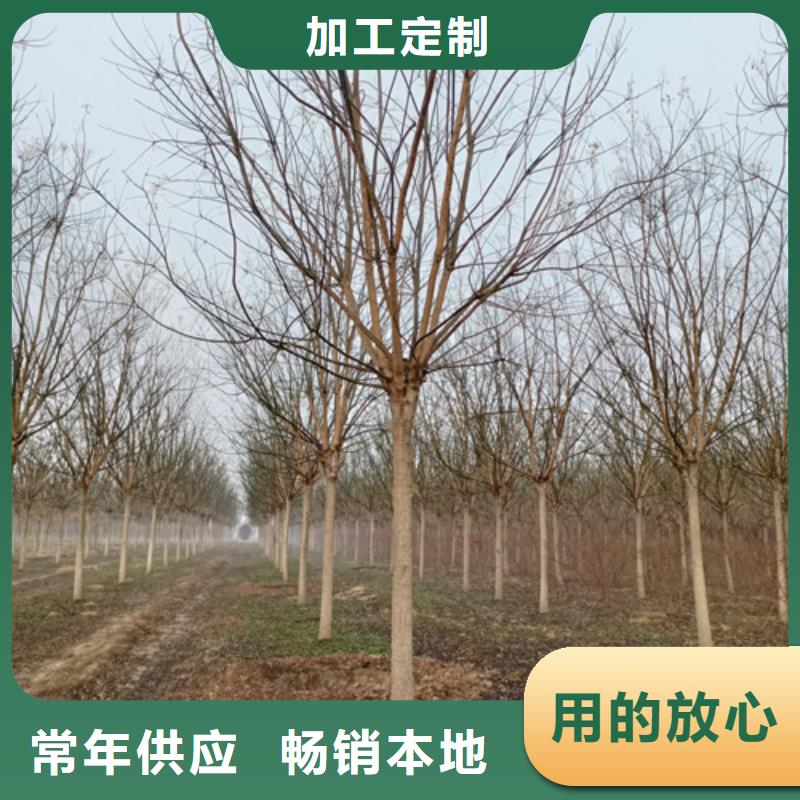 法桐小苗發貨及時