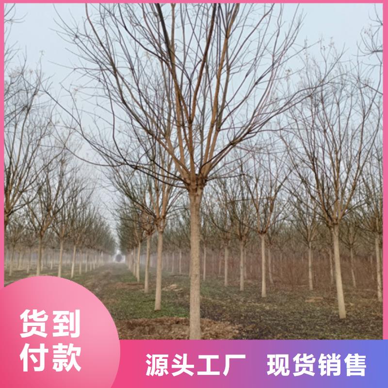 法桐量大從優苗木基地