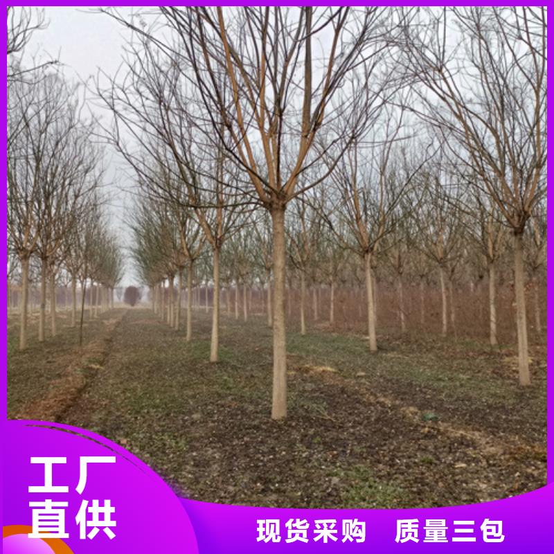 法桐美國紅楓廠家